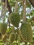 Beautiful durian fruit on the tree, beautiful view