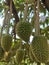 Beautiful durian fruit on the tree, beautiful view