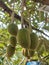 Beautiful durian fruit on the tree, beautiful view