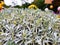 Beautiful Dusty Miller, Silver Ragwort.