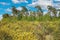 Beautiful dutch heath land landscape with yellow blooming brooms bushes genista pilosa, scots pine trees pinus sylvestris