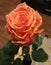 Beautiful Dutch rose in all its glory
