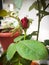 Beautiful Dutch rose of my garden going to bloom very soon