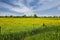 Beautiful dutch rural scenic riverside landscape, green meadow with yellow buttercup flowers, inland waterway vessel on maas river