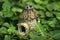 beautiful dwarf house miniature