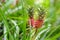 Beautiful dwarf pineapple in natural environment in Tropical Botanical Garden of the Big Island of Hawaii