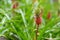 Beautiful dwarf pineapple in natural environment in Tropical Botanical Garden of the Big Island of Hawaii. Lush tropical vegetatio