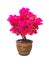 Beautiful Dwarf Pink Bougainvillea flower in a clay tree pot isolated on white background.