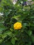 beautiful dwarf yellow lantana flower