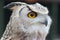 Beautiful eagle owl.