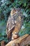 Beautiful Eagle Owl sitting on tree stump,  Bubo Bubo
