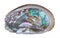 Beautiful ear shaped abalone shell isolated on a white background. Haliotis