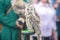 Beautiful eared owl with orange eyes sitting on his hand