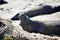 Beautiful eared seal ( sea lion) in California