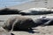 Beautiful eared seal ( sea lion) in California