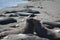 Beautiful eared seal ( sea lion) in California