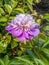 Beautiful early flowering pink peonies