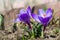 Beautiful early spring flowers of blue crocuses bloom in the garden