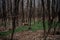 Beautiful early spring forest with hornbeam and oak trees and green periwinkle grow around