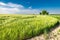 Beautiful ears of grain on green field in summer