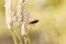 Beautiful ears of grain and ichneumon