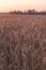 Beautiful ears of wheat. Sunset or dawn wheat field. Shallow depth of field