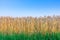 Beautiful ears of wheat. Sunset or dawn wheat field. Shallow depth of field