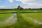 Beautiful earthen dykes in green rice field