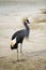 Beautiful east african crowned crane bird, African wildlife