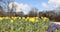 Beautiful easter flowerbed with daffodils and hyacinth