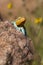 Beautiful Eastern Collared Lizard