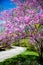 Beautiful; eastern redbud tree and plath