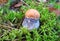 Beautiful eatable mushrooms grown in forest, Lithuania