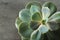 Beautiful echeveria on background, top view. Succulent plant