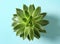 Beautiful echeveria on blue background, top view. Succulent plant