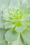 Beautiful Echeveria Elegans Plant