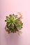 Beautiful echeveria on pink background. Succulent plant