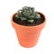 Beautiful Echeveria Purpusorum isolated. Home plant