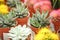 Beautiful echeverias in pots, closeup
