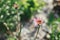 Beautiful echinacea blooming in english cottage garden. Close up of pink echinacea flowers. Floral wallpaper. Homestead lifestyle