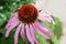 Beautiful Echinacea flower