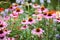 Beautiful echinacea flowers