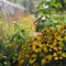 Beautiful echinacea plants