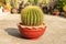 Beautiful Echinocactus grusonii golden barrel cactus with yellow sharp spikes closeup