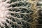 Beautiful Echinocactus grusonii texture, cactus, close up