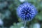 Beautiful echinops ritro in full flower.Macro photography with gorgeous details