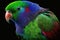 Beautiful Eclectus Parrot Close Up. Colorful and Vibrant Animal.