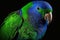 Beautiful Eclectus Parrot Close Up. Colorful and Vibrant Animal.