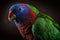 Beautiful Eclectus Parrot Close Up. Colorful and Vibrant Animal.