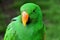 A beautiful Eclectus Parrot posing for the camera